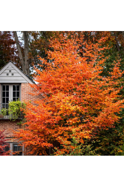 Парротія доросле дерево